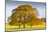 Autumnal trees in Chatsworth Park, Peak District National Park, Derbyshire, England, United Kingdom-Frank Fell-Mounted Photographic Print