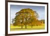 Autumnal trees in Chatsworth Park, Peak District National Park, Derbyshire, England, United Kingdom-Frank Fell-Framed Photographic Print