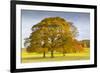 Autumnal trees in Chatsworth Park, Peak District National Park, Derbyshire, England, United Kingdom-Frank Fell-Framed Photographic Print