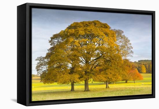 Autumnal trees in Chatsworth Park, Peak District National Park, Derbyshire, England, United Kingdom-Frank Fell-Framed Stretched Canvas