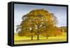 Autumnal trees in Chatsworth Park, Peak District National Park, Derbyshire, England, United Kingdom-Frank Fell-Framed Stretched Canvas