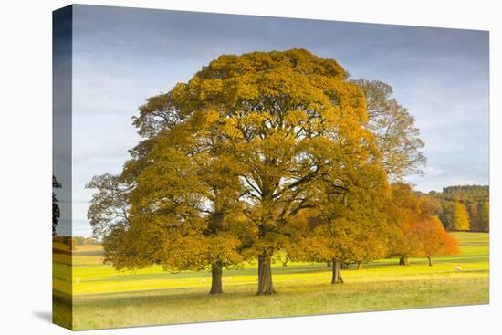 Autumnal trees in Chatsworth Park, Peak District National Park, Derbyshire, England, United Kingdom-Frank Fell-Stretched Canvas