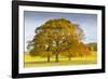 Autumnal trees in Chatsworth Park, Peak District National Park, Derbyshire, England, United Kingdom-Frank Fell-Framed Photographic Print