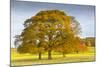Autumnal trees in Chatsworth Park, Peak District National Park, Derbyshire, England, United Kingdom-Frank Fell-Mounted Photographic Print