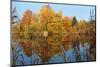 Autumnal trees reflecting in lake, Penzberg, Germany-Konrad Wothe-Mounted Photographic Print