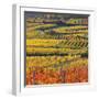 Autumnal Vines, Vineyards, Bathings Near Vienna, Southern Viennese Basin, Viennese Wood-Rainer Mirau-Framed Photographic Print