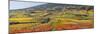 Autumnal Vines, Vineyards, Bathings Near Vienna, Southern Viennese Washbasin, Viennese Wood-Rainer Mirau-Mounted Photographic Print