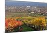 Autumnal Vines, Vineyards, PfaffstŠtten, Baden Near Vienna, Southern Vienna Basin-Rainer Mirau-Mounted Photographic Print