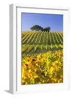 Autumnal Vineyards Between Gumpoldskirchen and Baden Bei Wien, Vienna Basin, Lower Austria, Austria-Rainer Mirau-Framed Photographic Print