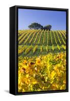 Autumnal Vineyards Between Gumpoldskirchen and Baden Bei Wien, Vienna Basin, Lower Austria, Austria-Rainer Mirau-Framed Stretched Canvas