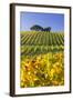 Autumnal Vineyards Between Gumpoldskirchen and Baden Bei Wien, Vienna Basin, Lower Austria, Austria-Rainer Mirau-Framed Photographic Print