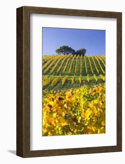 Autumnal Vineyards Between Gumpoldskirchen and Baden Bei Wien, Vienna Basin, Lower Austria, Austria-Rainer Mirau-Framed Photographic Print