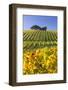 Autumnal Vineyards Between Gumpoldskirchen and Baden Bei Wien, Vienna Basin, Lower Austria, Austria-Rainer Mirau-Framed Photographic Print