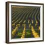 Autumnal Vineyards in the Termenregion, Baden Near Vienna, Austria-Rainer Mirau-Framed Photographic Print