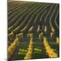 Autumnal Vineyards in the Termenregion, Baden Near Vienna, Austria-Rainer Mirau-Mounted Photographic Print