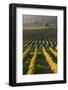 Autumnal Vineyards in the Termenregion, Baden Near Vienna, Austria-Rainer Mirau-Framed Photographic Print