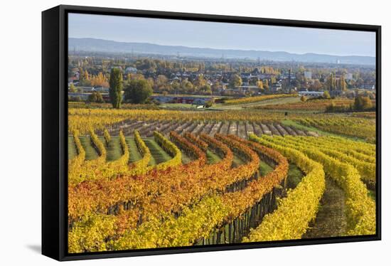 Autumnal Vineyards in the Termenregion, Baden Near Vienna, Austria-Rainer Mirau-Framed Stretched Canvas