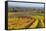 Autumnal Vineyards in the Termenregion, Baden Near Vienna, Austria-Rainer Mirau-Framed Stretched Canvas