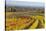 Autumnal Vineyards in the Termenregion, Baden Near Vienna, Austria-Rainer Mirau-Stretched Canvas