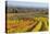 Autumnal Vineyards in the Termenregion, Baden Near Vienna, Austria-Rainer Mirau-Stretched Canvas
