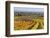 Autumnal Vineyards in the Termenregion, Baden Near Vienna, Austria-Rainer Mirau-Framed Photographic Print