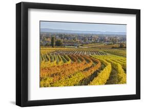 Autumnal Vineyards in the Termenregion, Baden Near Vienna, Austria-Rainer Mirau-Framed Photographic Print