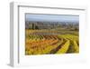 Autumnal Vineyards in the Termenregion, Baden Near Vienna, Austria-Rainer Mirau-Framed Photographic Print