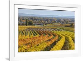 Autumnal Vineyards in the Termenregion, Baden Near Vienna, Austria-Rainer Mirau-Framed Photographic Print