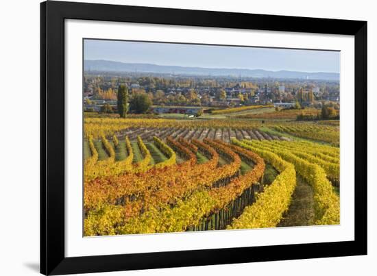 Autumnal Vineyards in the Termenregion, Baden Near Vienna, Austria-Rainer Mirau-Framed Photographic Print