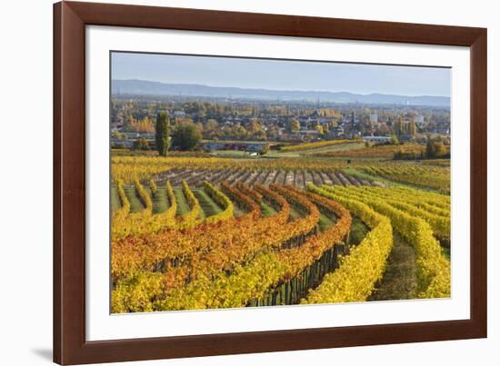 Autumnal Vineyards in the Termenregion, Baden Near Vienna, Austria-Rainer Mirau-Framed Photographic Print