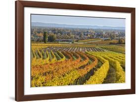 Autumnal Vineyards in the Termenregion, Baden Near Vienna, Austria-Rainer Mirau-Framed Photographic Print