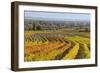 Autumnal Vineyards in the Termenregion, Baden Near Vienna, Austria-Rainer Mirau-Framed Photographic Print