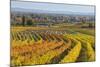 Autumnal Vineyards in the Termenregion, Baden Near Vienna, Austria-Rainer Mirau-Mounted Photographic Print