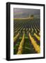 Autumnal Vineyards in the Termenregion, Baden Near Vienna, Austria-Rainer Mirau-Framed Photographic Print