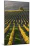 Autumnal Vineyards in the Termenregion, Baden Near Vienna, Austria-Rainer Mirau-Mounted Photographic Print