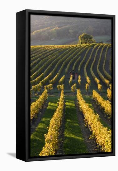 Autumnal Vineyards in the Termenregion, Baden Near Vienna, Austria-Rainer Mirau-Framed Stretched Canvas