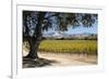 Autumnal Vineyards-Stuart Black-Framed Photographic Print