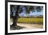 Autumnal Vineyards-Stuart Black-Framed Photographic Print