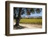 Autumnal Vineyards-Stuart Black-Framed Photographic Print
