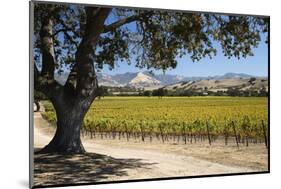 Autumnal Vineyards-Stuart Black-Mounted Photographic Print