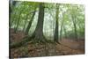 Autumnal Woodland in Mist, Near Winchcombe, Cotswolds, Gloucestershire, England-Stuart Black-Stretched Canvas