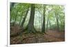 Autumnal Woodland in Mist, Near Winchcombe, Cotswolds, Gloucestershire, England-Stuart Black-Framed Photographic Print