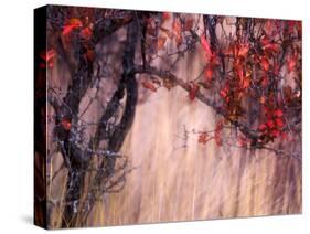 Autumnal-Ursula Abresch-Stretched Canvas