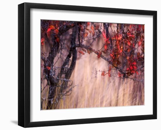 Autumnal-Ursula Abresch-Framed Photographic Print