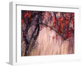 Autumnal-Ursula Abresch-Framed Photographic Print