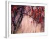 Autumnal-Ursula Abresch-Framed Photographic Print