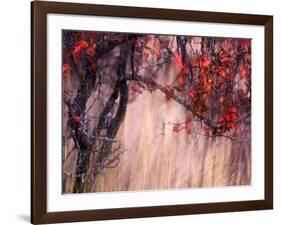 Autumnal-Ursula Abresch-Framed Photographic Print