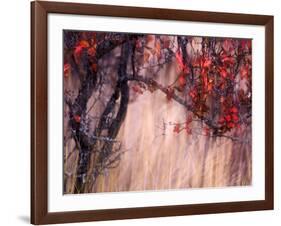 Autumnal-Ursula Abresch-Framed Photographic Print