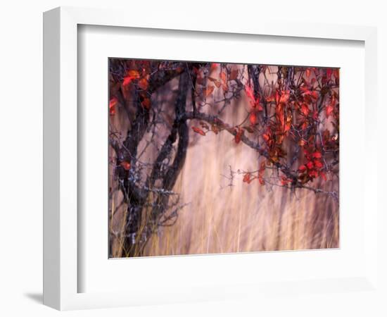 Autumnal-Ursula Abresch-Framed Photographic Print