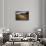 Autumnal-Bragi Ingibergsson --Framed Stretched Canvas displayed on a wall
